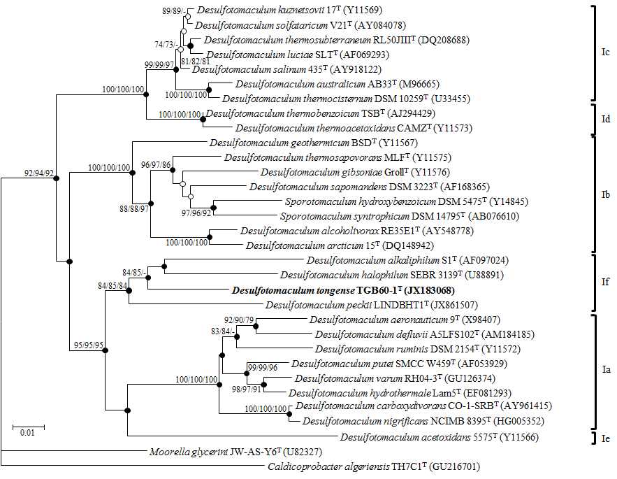 그림 15. TGB60-1의 16S rRNA 유전자 분석을 통한 계통 분류학적 분석