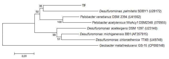 그림 16. Desulfuromonas sp. TF의 16S rRNA 유전자 서열의 계통학적 분류