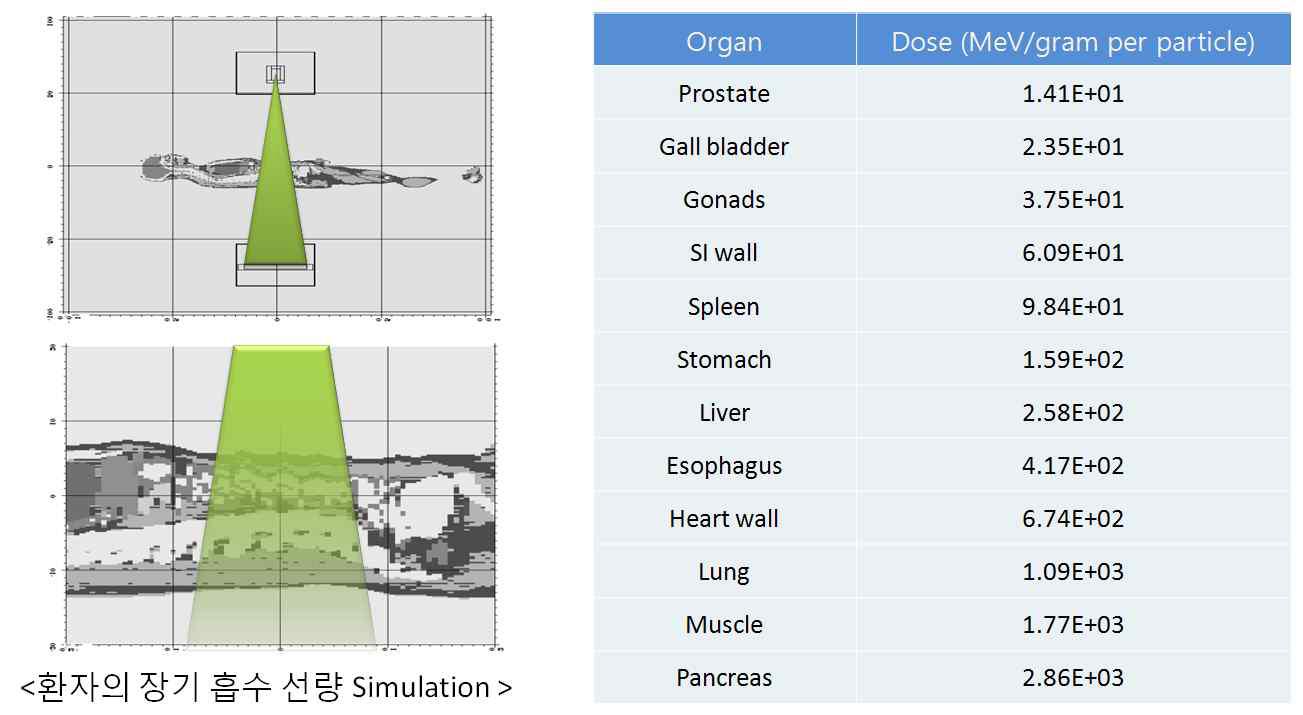 장기별 흡수선량 시뮬레이션을 위한 모델(왼쪽)과 결과(오른쪽)