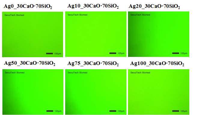 Fluorescent microscope of MC3T3 cell live & dead assay(x100).