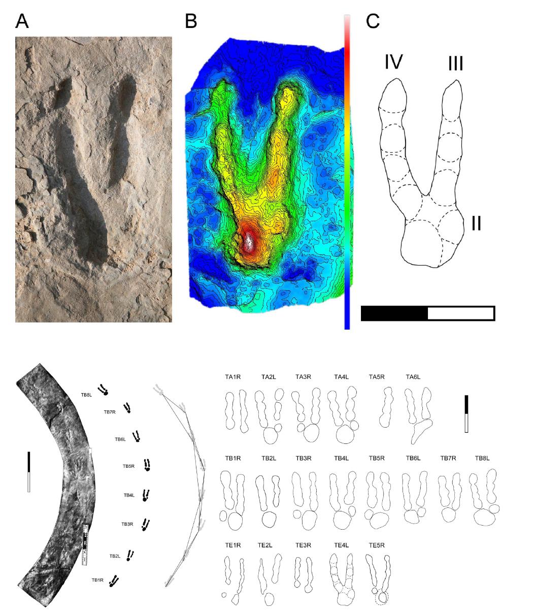 중국 Gansu에서 기재한 Dromaeosauripus youngjingensis, didactyl theropoddinosaur trackways.