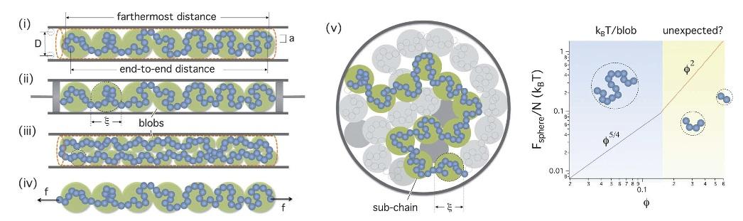 Self-avoiding chain under cylindrical confinement