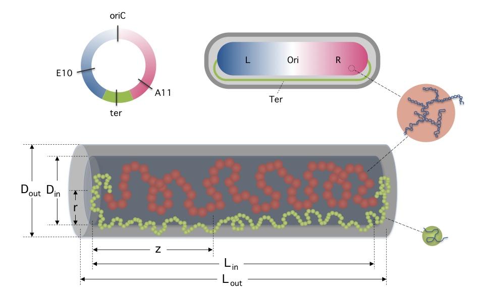 E. coli chromosome and model nucleoid