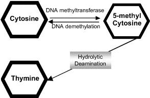 Cytosine Modification