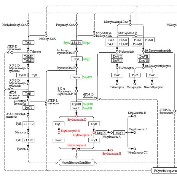 Pathway of the biosynthesis of Erythromycin