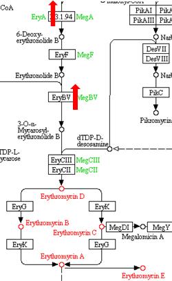 Analysis of the biosynthetic pathway of Erythromycin