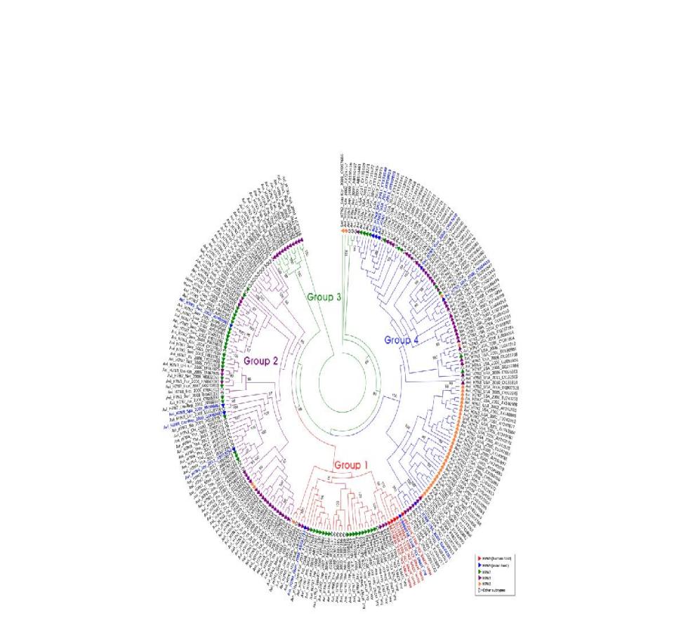 Phylogenetic tree of 7 HA gene (ML)