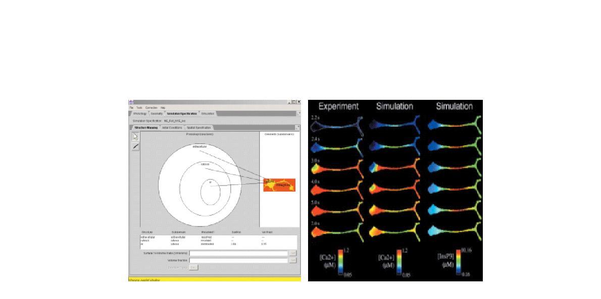 Virtual Cell: Interface and Simulation Result