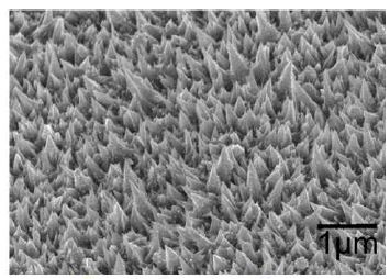 Sem image of electrodeposited Ni nanocone-arrays.