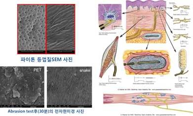 자연의 모폴로지 구조 및 기능 분석