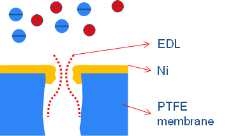 Ni layer 증착에 따른 전기이중층(EDL)의 변화