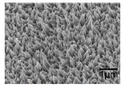 SEM image of electrodepositedNo nanocone-arrays.