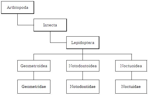 Fig.6 연구 대상 종의 분류학적 위치