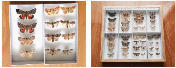 Fig.24 밤나방과(Noctuidae) Unit 및 표본상자