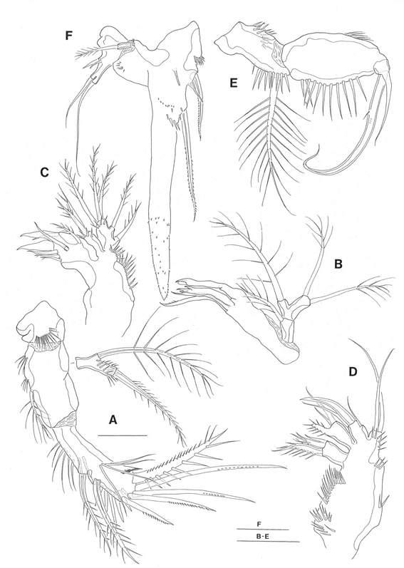 Paracrenhydrosoma kiai sp. nov., 암컷(paratype).