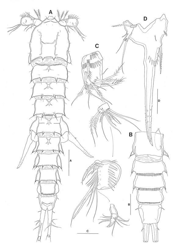 Paracrenhydrosoma kiai sp. nov., 암컷(paratype).