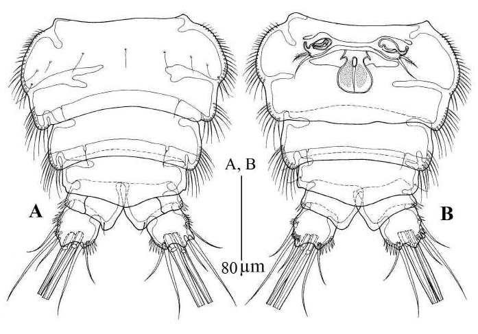 Zaus wonchoelleei sp. nov. 암컷.