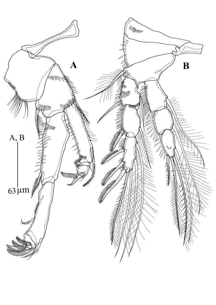 Zaus wonchoelleei sp. nov. 암컷.