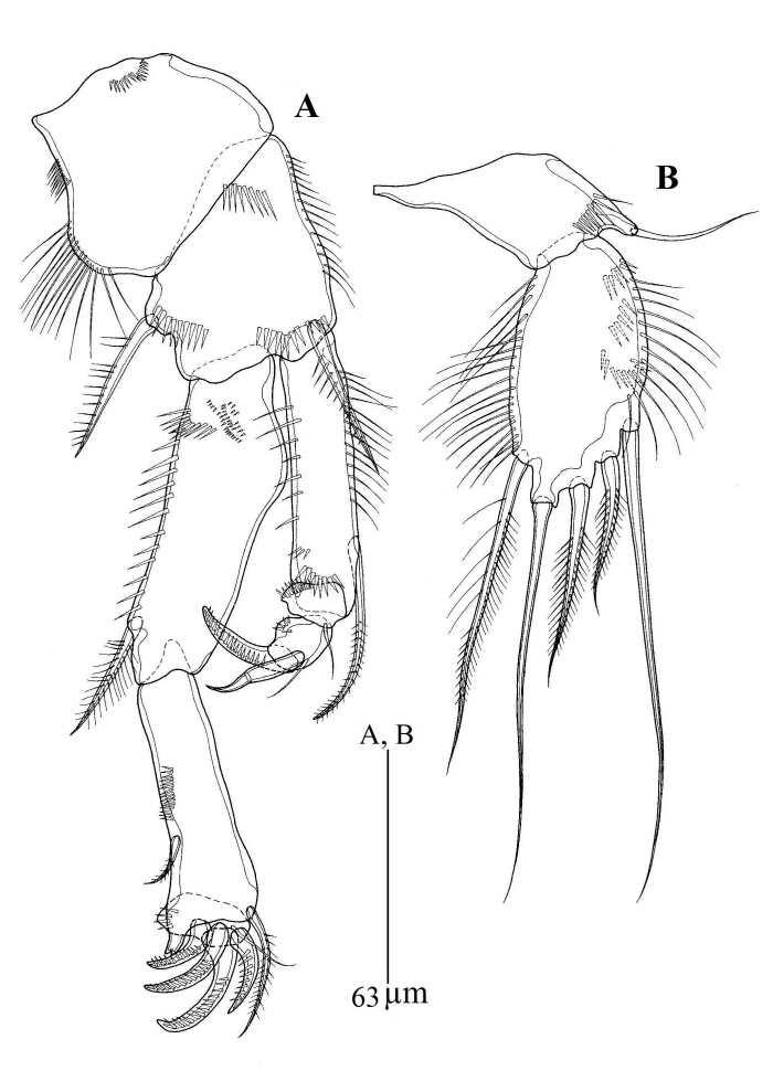 Zaus wonchoelleei sp. nov. 수컷.