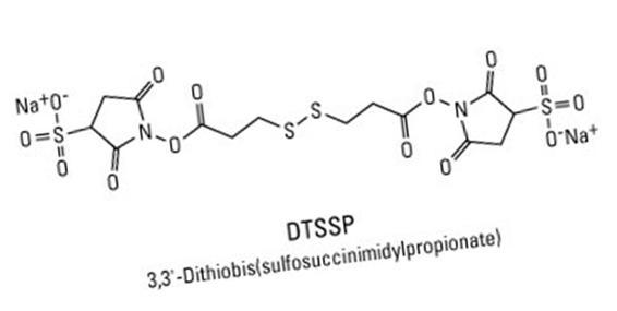 DTSSP의 구조