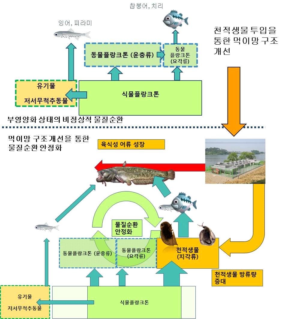 부영양화 과정