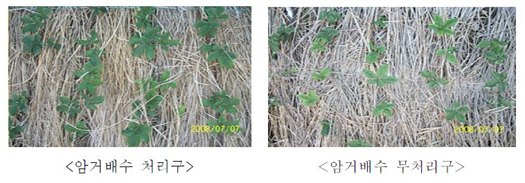 인삼재배단지에서의 암거배수