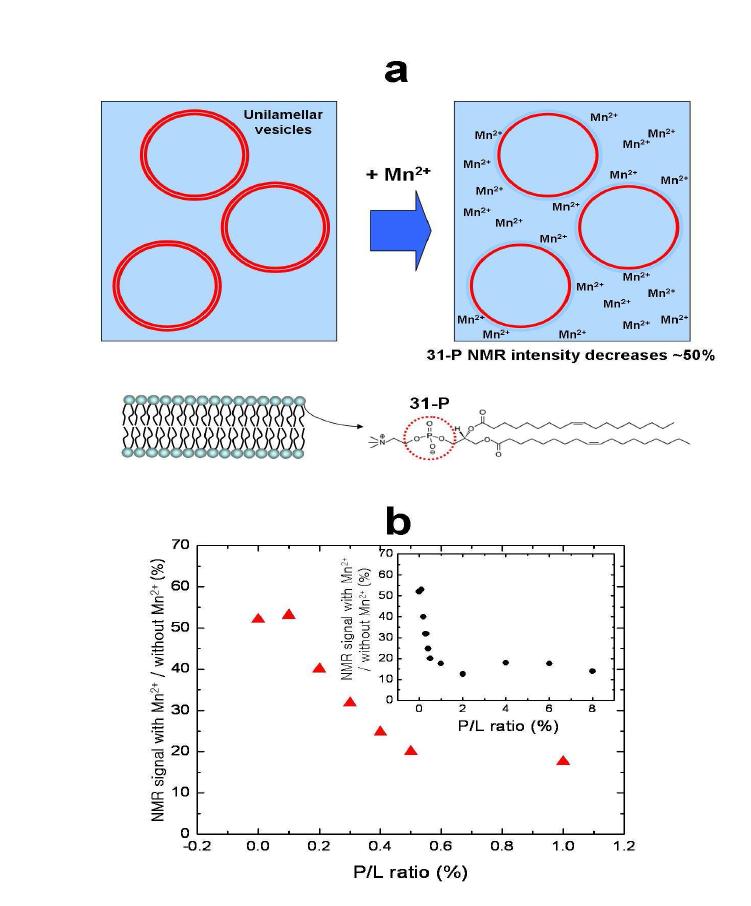 a)31-P NMR 기법을 이용하여 단층 베시클을 측정하는 방법. b) 31-P NMR 기법과 paramagentic agent Mn2+ 이온을 이용하여 측정된 (P/L)* . melittin 이 vesilcle 에 pore를 만들면 vesicle용액에 투입된 Mn2+ 이 온이 vesicle 안쪽으로 침투해 들어가므로 31-P NMR signal이 50%이하로 현격히 감소함.