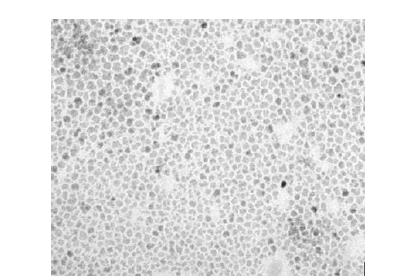Microjet을 이용하여 합성한 자성나노입자
