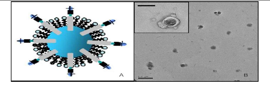 A: Schematic diagrams of the assembly of lipid portions of solid lipid nanoparticle (SLN)