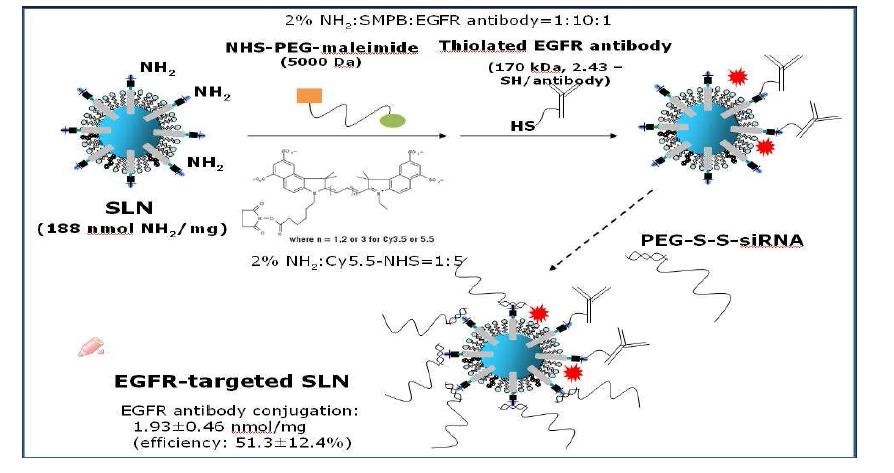 Formulation of siRNA-PEG/CLM complex via electrostatic interaction between the positively charged SLN surface and negatively charged siRNA, EGFR antibody and cy5.5 binding sites were also illustrated.