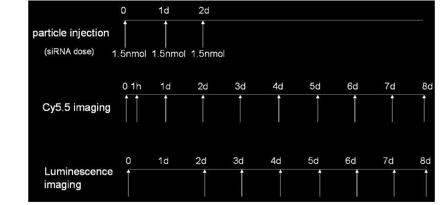 Mouse tail vein injection time schedule and photography moment of animal experiments.