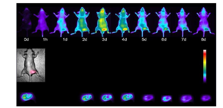 Day by day serial images of cy5.5 and bioluminescence signals of mouse after tail vein injection of SLN/siRNA. Upside