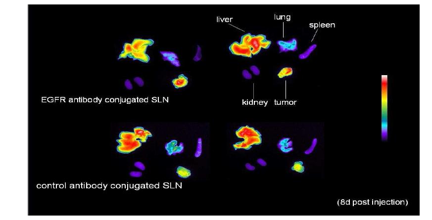 Organ cy5.5 signal distribution of mouse organs(liver, lung, spleen, kidney and tumor) 8 days after SLN-siRNA complex injection.