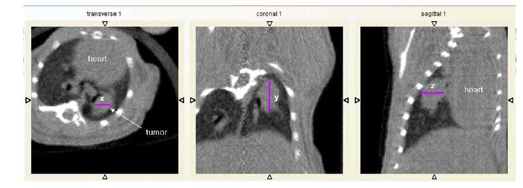 Micro-CT images of the mouse lung.