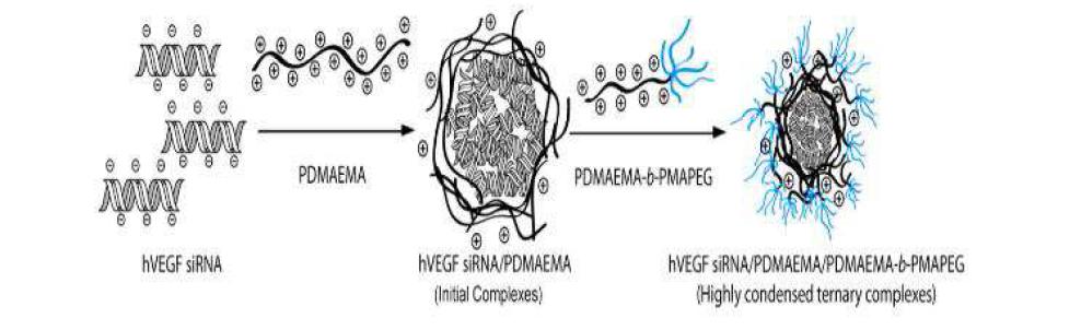 Schematic diagram of the preparation of polyelectrolyte ternary complexes