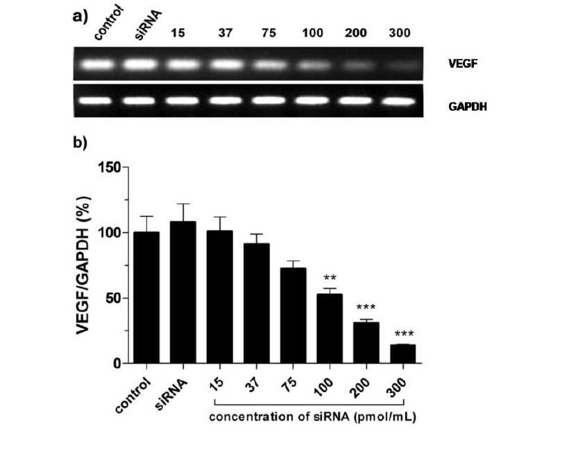 VEGF mRNA transcription level studied by RT- PCR