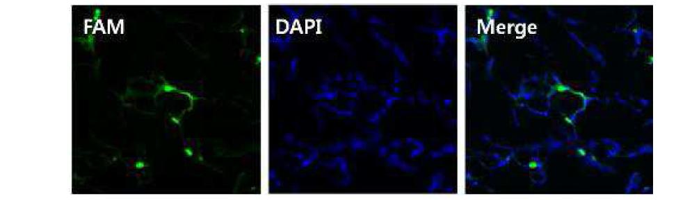 Lung uptake experiments using ternary complexes, 24h after i.t treatment