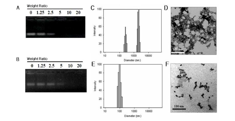 siRNA (A, C, D) 혹은 PEG 접합된 siRNA (B, E, F) 와 아민기로 치환된 금 나노입자를 전기적 성질을 이용, 복합체 를 만든 후 전기영동을 통해 확인 (A,B). 입자의 크기와 모양을 DLS (C,E)와 TEM (D, F)을 통해 분석.