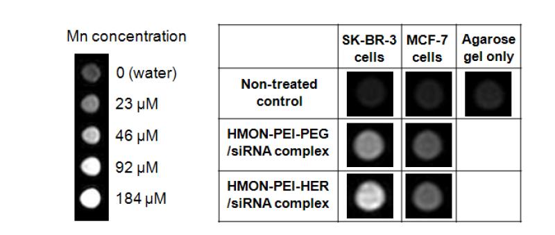 산화망간 나노입자의 농도별 MRI 영상과 처리된 암세포를 MRI로 영상화한 결과