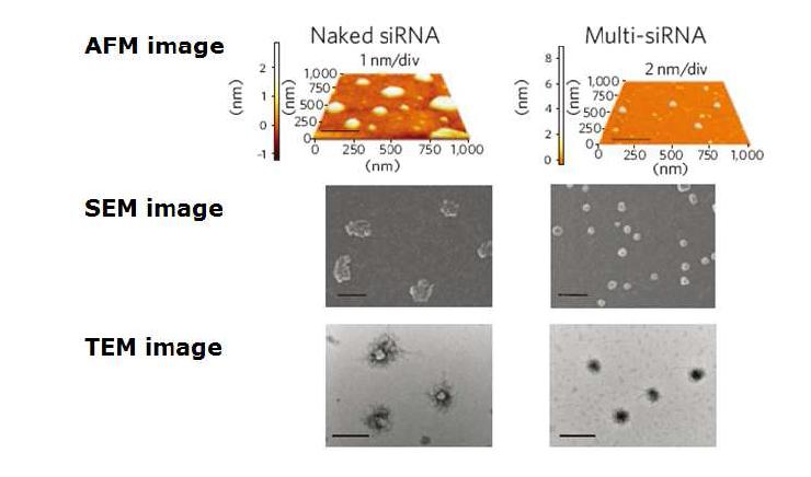 naked siRNA/LPEI 복합체와(좌) multi- siRNA/LPEI 복합체의(우) 크기와 분포를 AFM/SEM/TEM으로 확인.