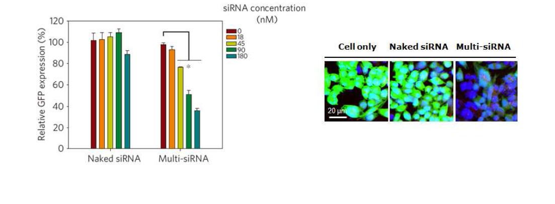in vitro 상에서 multi- siRNA를 이용한 target GFP 발현 억제를 GFP 양을 정량하여 나타내거나