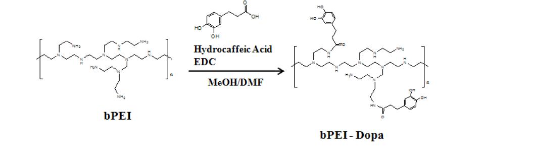 catechol- grafted bPEI 합성
