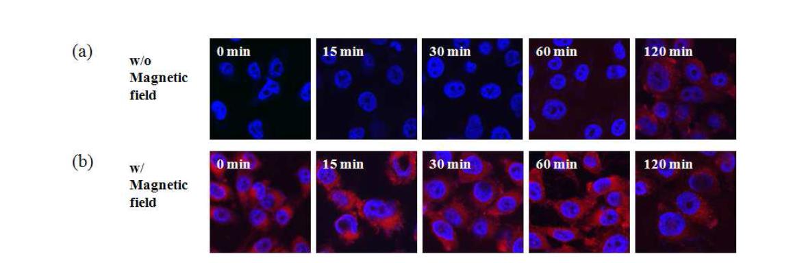 (a) 외부 자성의 힘을 주지 않고, (b) 외부 자성의 환경에서 15분 동안 incubation 후, rhodamine이 도 입된 PMNC/PEG가 추가된 incubation 시간(0, 15, 30, 60, 그리고 120 분)에 따른 세포 (PC3 세포) 내 유입 정 도 비교.