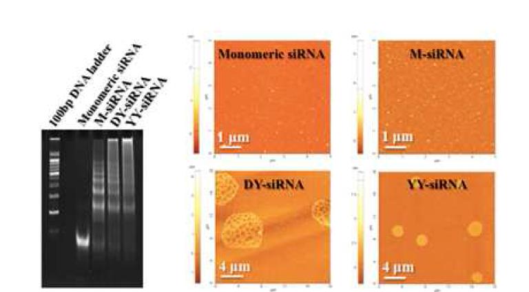 제조된 M- siRNA, siRNA microhydrogels (DY- /YY- siRNA)의 젤사진 (좌)과 AFM (우)