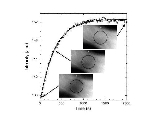 FRAP experiment in MT- Taxol