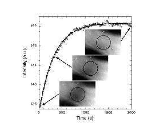 FRAP experiment in MT- Taxol