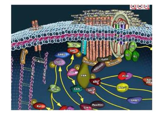 Interaction of lipid bilayer and actin filaments through a integrin dimer From Sigma- Aldrich