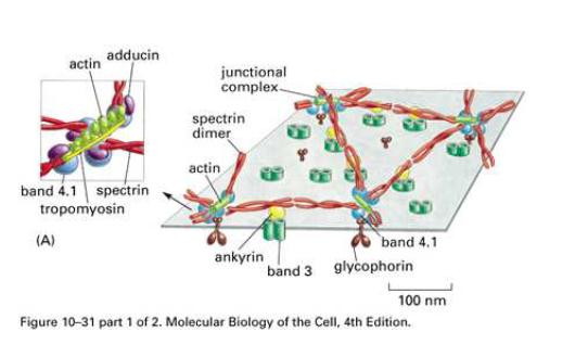 Spectrin dimer nextwork under a membrane.