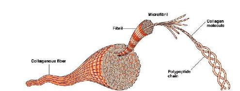 Self- assembly of type 1 collagen
