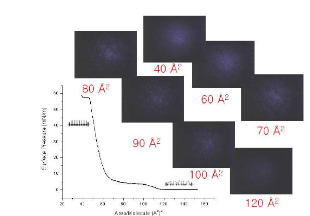 DPPC monolayer